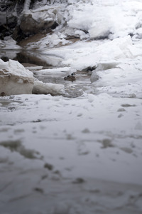 Eisschollen in Geesthacht