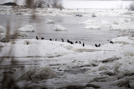 Eisschollen in Geesthacht