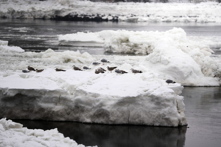 Eisschollen in Geesthacht