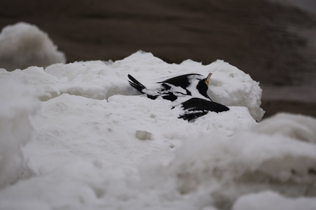 Eisschollen in Geesthacht