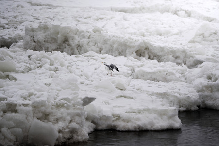 Eisschollen in Geesthacht