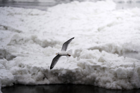 Eisschollen in Geesthacht