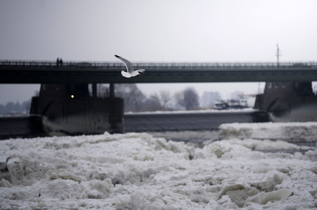 Eisschollen in Geesthacht