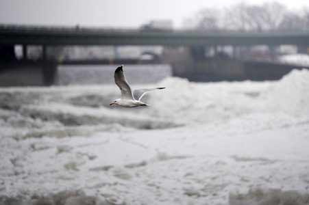 Eisschollen in Geesthacht