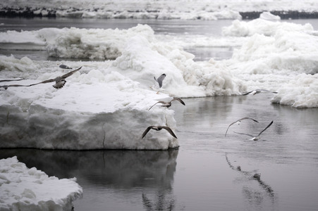 Eisschollen in Geesthacht