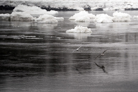 Eisschollen in Geesthacht