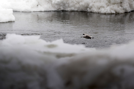 Eisschollen in Geesthacht