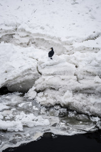 Eisschollen in Geesthacht