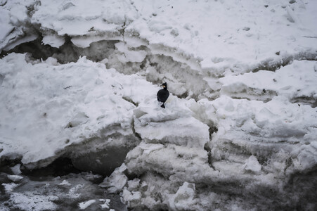 Eisschollen in Geesthacht