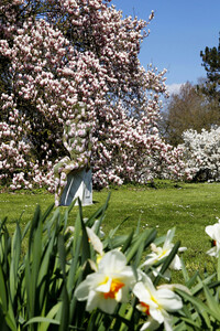 NATURE ART: Magnolien / Magnolias Bodypainting