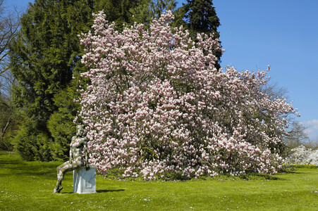 NATURE ART: Magnolien / Magnolias Bodypainting