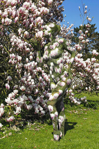 NATURE ART: Magnolien / Magnolias Bodypainting