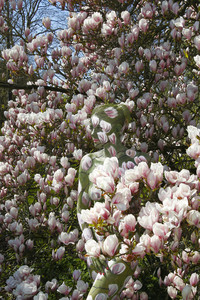 NATURE ART: Magnolien / Magnolias Bodypainting