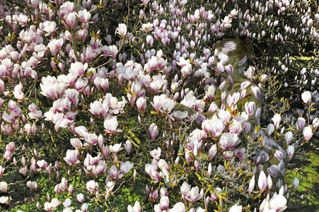 NATURE ART: Magnolien / Magnolias Bodypainting