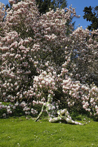 NATURE ART: Magnolien / Magnolias Bodypainting