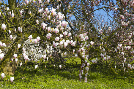 NATURE ART: Magnolien / Magnolias Bodypainting