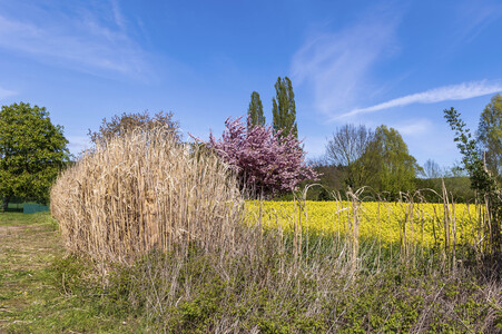 NATURE ART: Schilf / Reeds Bodypainting