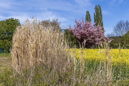 NATURE ART: Schilf / Reeds Bodypainting