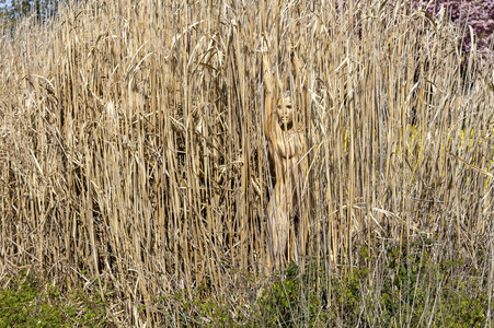 NATURE ART: Schilf / Reeds Bodypainting