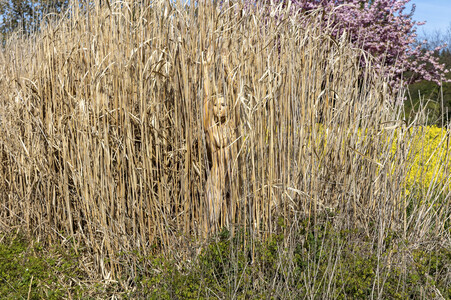 NATURE ART: Schilf / Reeds Bodypainting