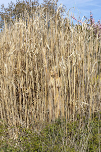 NATURE ART: Schilf / Reeds Bodypainting
