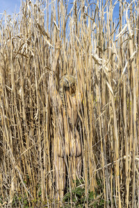 NATURE ART: Schilf / Reeds Bodypainting