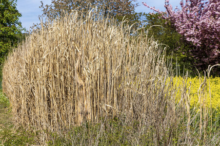 NATURE ART: Schilf / Reeds Bodypainting