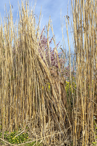 NATURE ART: Schilf / Reeds Bodypainting