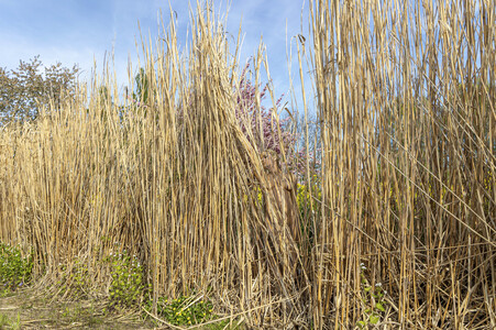 NATURE ART: Schilf / Reeds Bodypainting