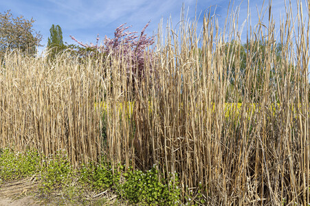 NATURE ART: Schilf / Reeds Bodypainting