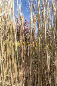 NATURE ART: Schilf / Reeds Bodypainting