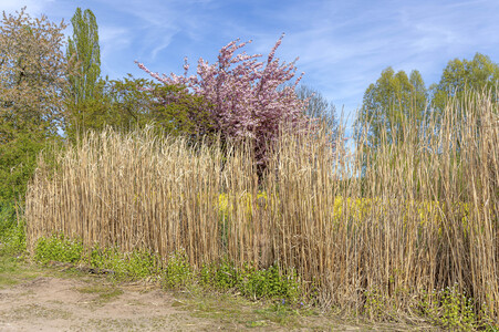 NATURE ART: Schilf / Reeds Bodypainting