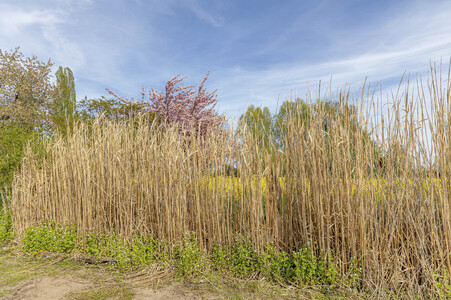 NATURE ART: Schilf / Reeds Bodypainting