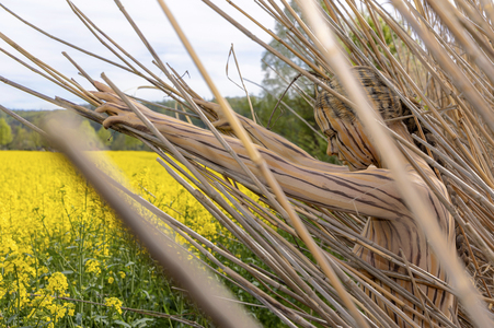 NATURE ART: Schilf / Reeds Bodypainting