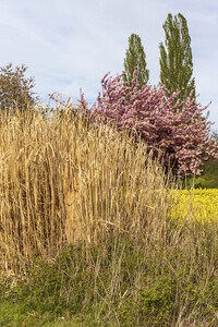 NATURE ART: Schilf / Reeds Bodypainting
