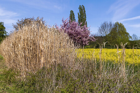 NATURE ART: Schilf / Reeds Bodypainting