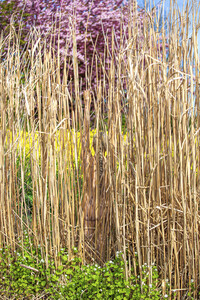 NATURE ART: Schilf / Reeds Bodypainting
