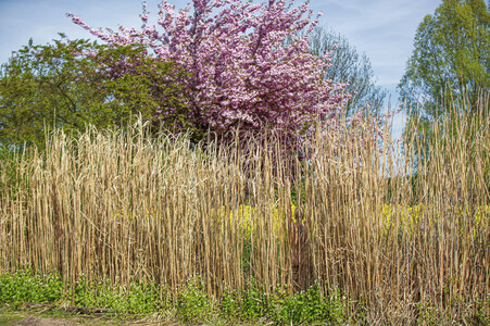 NATURE ART: Schilf / Reeds Bodypainting