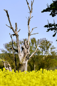 NATURE ART: Trockenbirke / Dried Birch Bodypainting