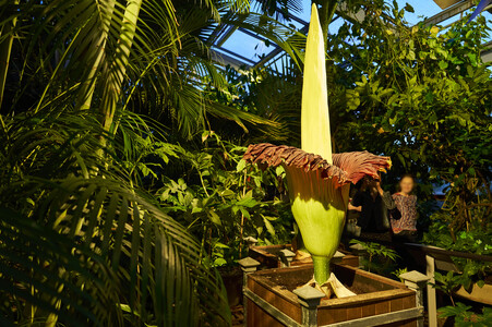 Titanenwurz-Blüte in Hannover