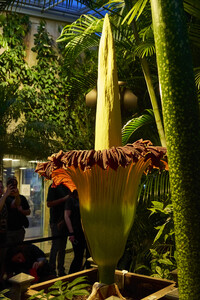 Titanenwurz-Blüte in Hannover