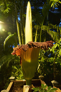 Titanenwurz-Blüte in Hannover