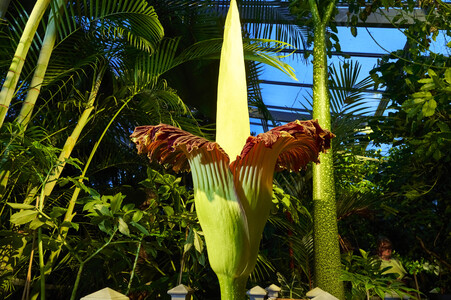 Titanenwurz-Blüte in Hannover