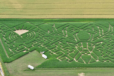 Maislabyrinth in Nettelrede