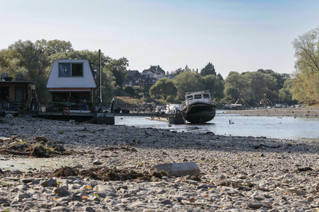 Historisches Niedrigwasser im Rhein bei Bornheim