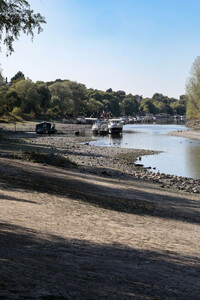 Historisches Niedrigwasser im Rhein bei Bornheim