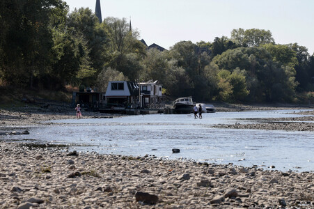 Historisches Niedrigwasser im Rhein bei Bornheim
