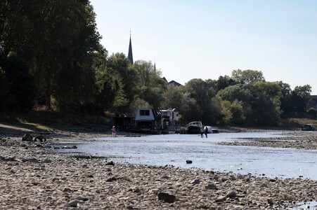 Historisches Niedrigwasser im Rhein bei Bornheim