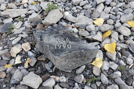 Historisches Niedrigwasser im Rhein bei Bornheim