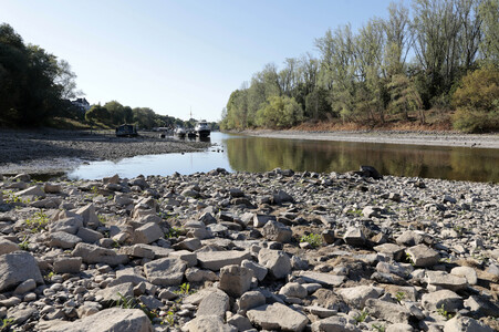 Historisches Niedrigwasser im Rhein bei Bornheim